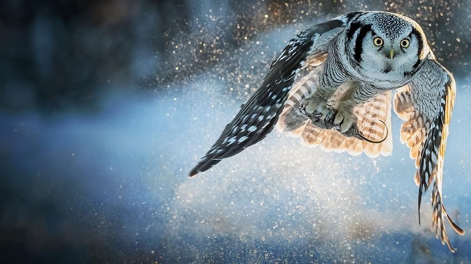 Найкращі австралійські нові документальні фільми з року 2024 онлайн