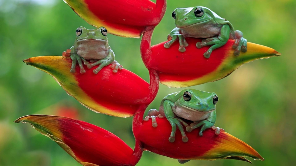 19 new nature documentaries from year 2023 online