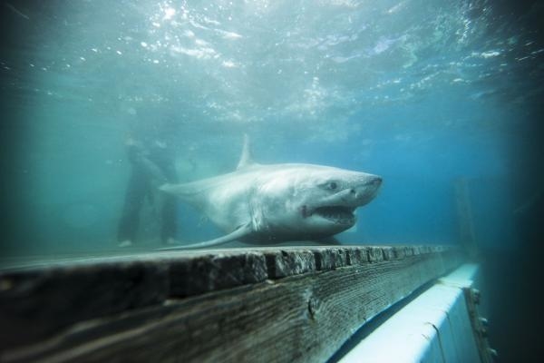 6000-LB. Shark