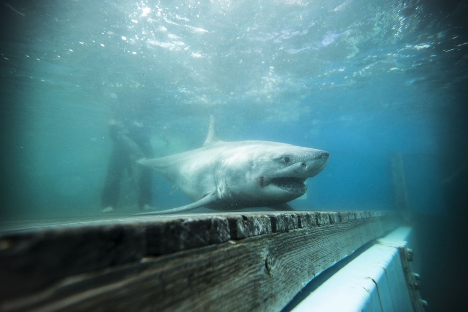 Документ 6000-LB. Shark