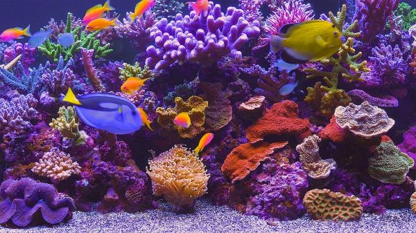 Aquariums