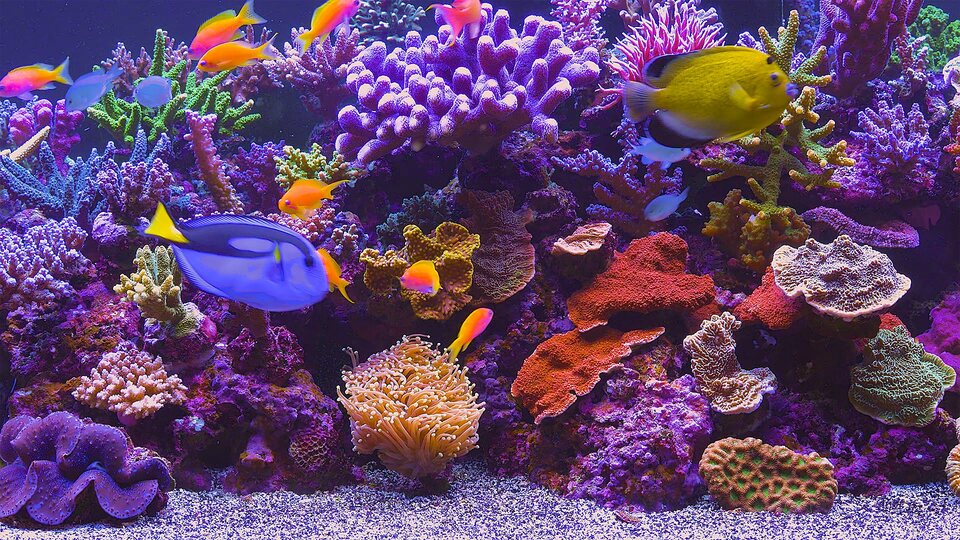 Aquariums