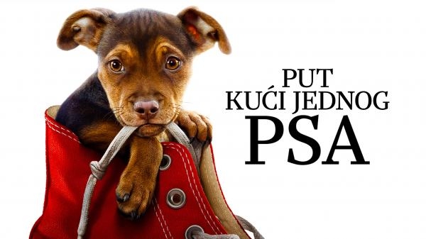 Put kući jednog psa
