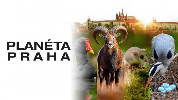 Planeta Praha