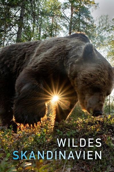 Wild Scandinavia