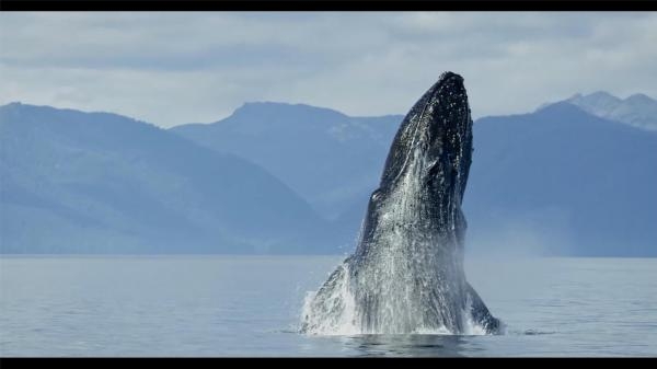 Les âmes des océans