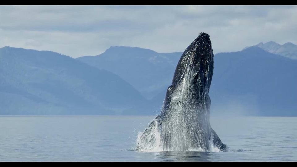 Documentary Les âmes des océans