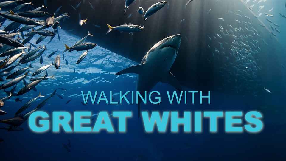 Film Air Jaws: Walking with Great Whites