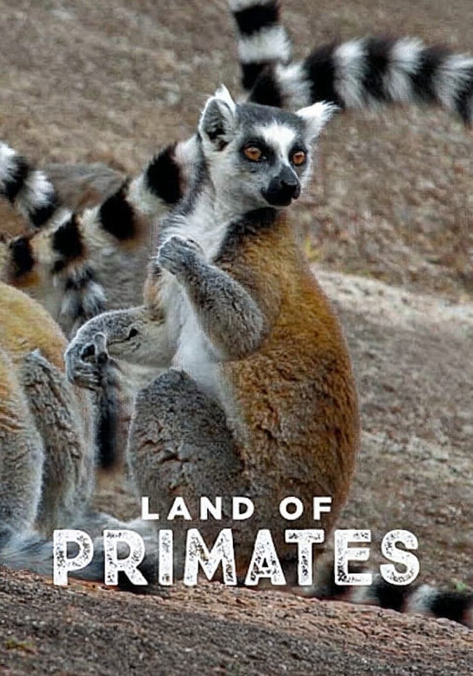 Documentary Země primátů