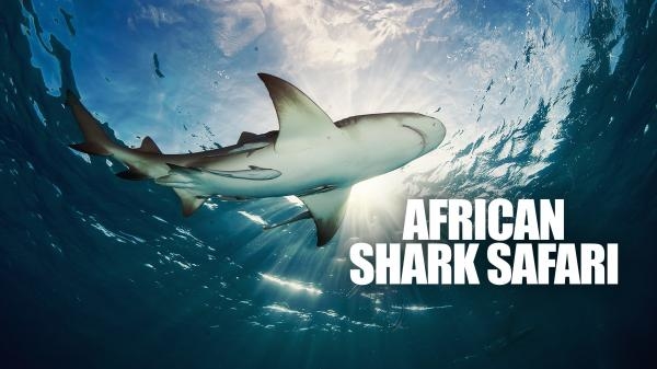 African Shark Safari