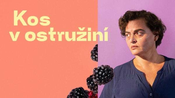 Kos v ostružiní