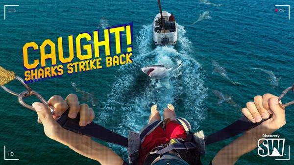 Caught! Sharks Strike Back