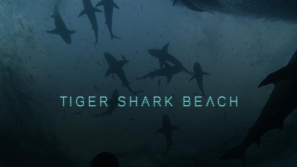 Tiger Beach