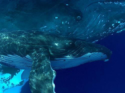 Paul Gilman's Ocean Odyssey