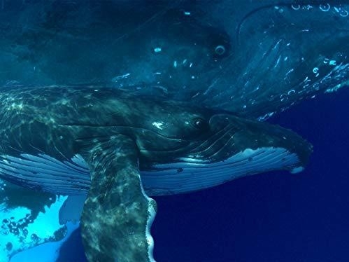 Documentary Paul Gilman's Ocean Odyssey