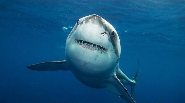Sharkcam Strikes Back