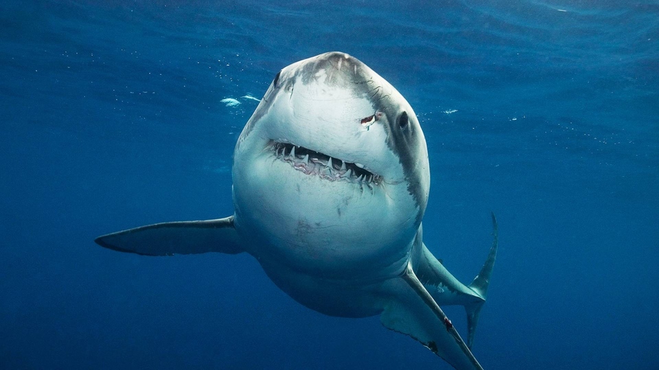 Documentary Sharkcam Strikes Back