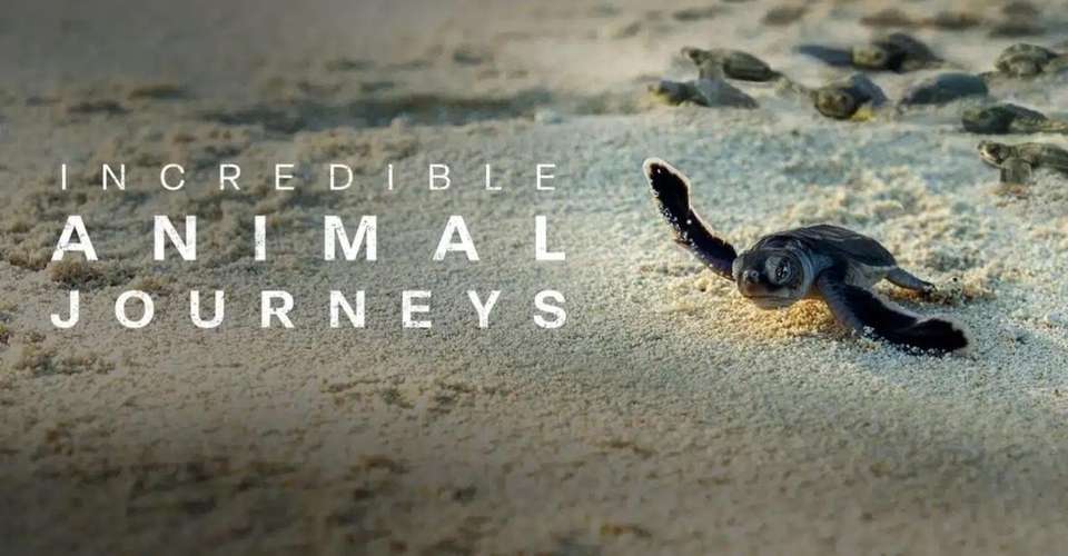 19 american nature documentaries online