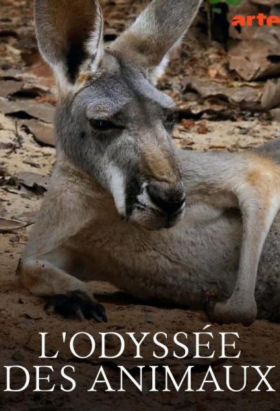 Zvířecí odysea