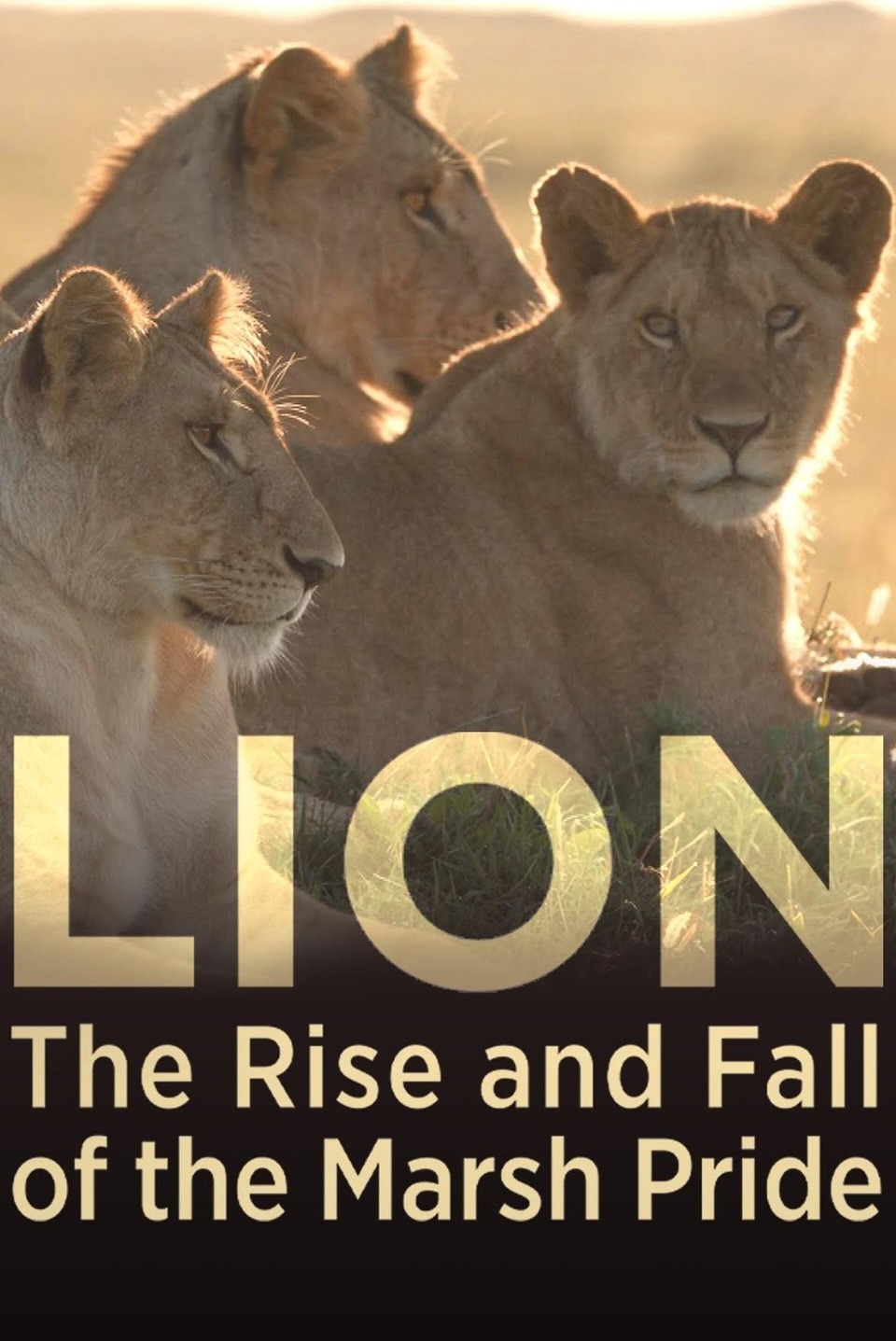 Документ Le regne des lions du Masai Mara