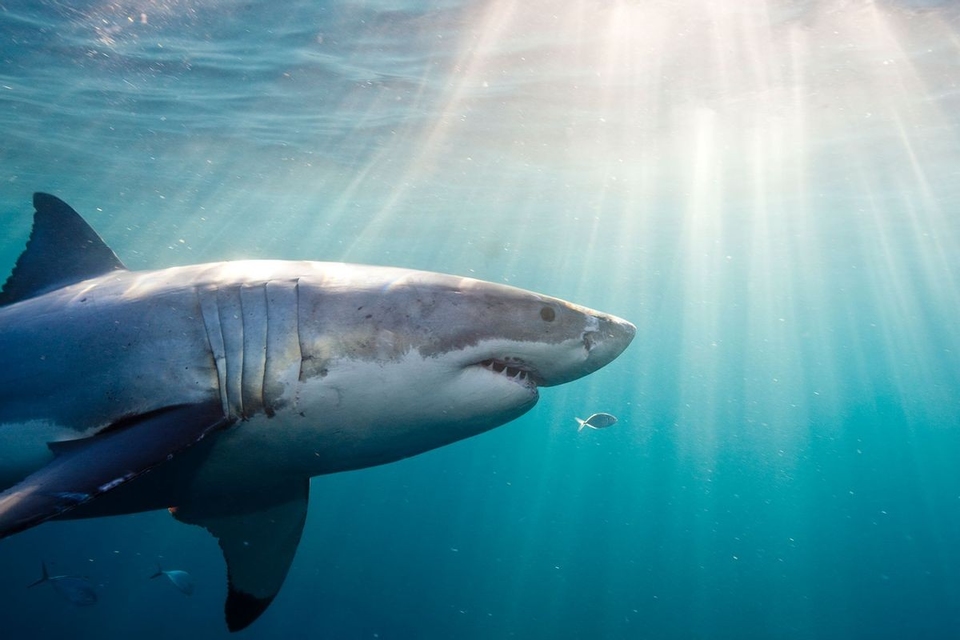 Documentary Jaws Strikes Back