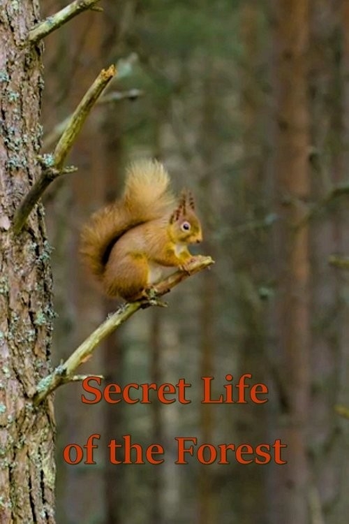 Документ Secret Life of the Forest