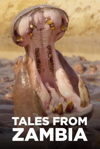 Tales from Zambia