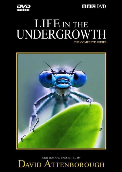 Life In The Undergrowth