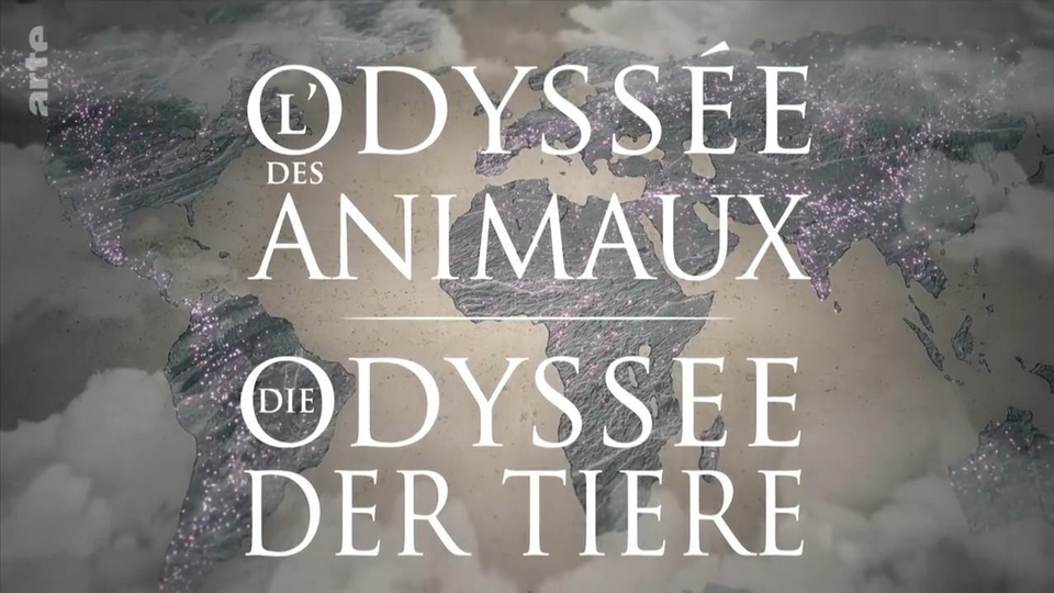 Documentary Zvířecí odysea