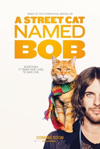 Kocúr Bob