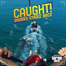 Caught! Sharks Strike Back
