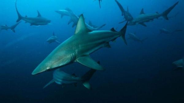 Alien Sharks: Strange New Worlds