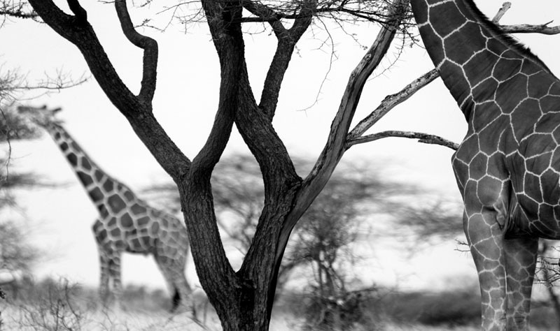 Dokument Africa obscura