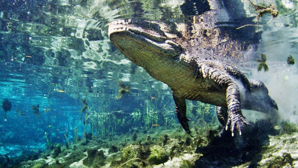 Serije  Divlja Florida, kompilacija