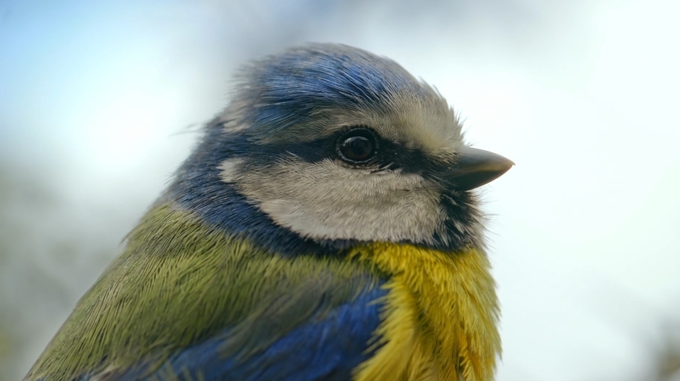 Документ Przyroda w symbiozie