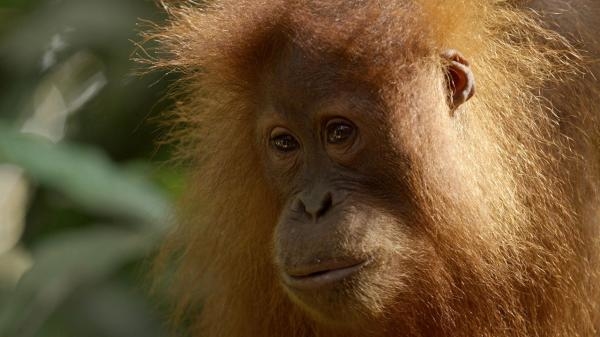 Posljednji raj orangutana