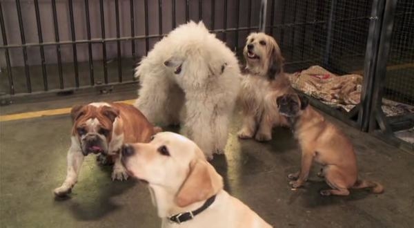 Pes, který zachránil Vánoce