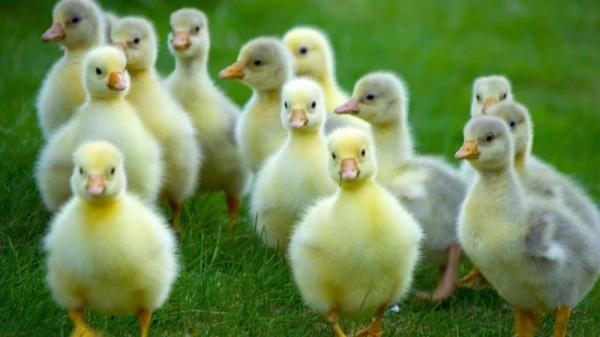 Divoké příběhy z farmy