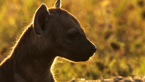 Rođen u Africi: Krug života