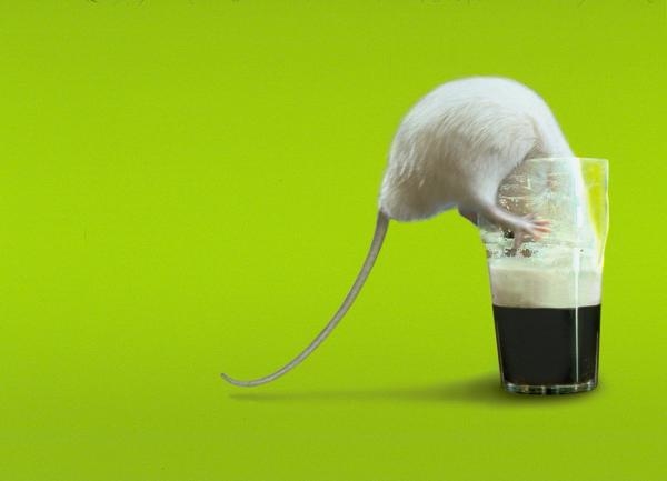 Rat