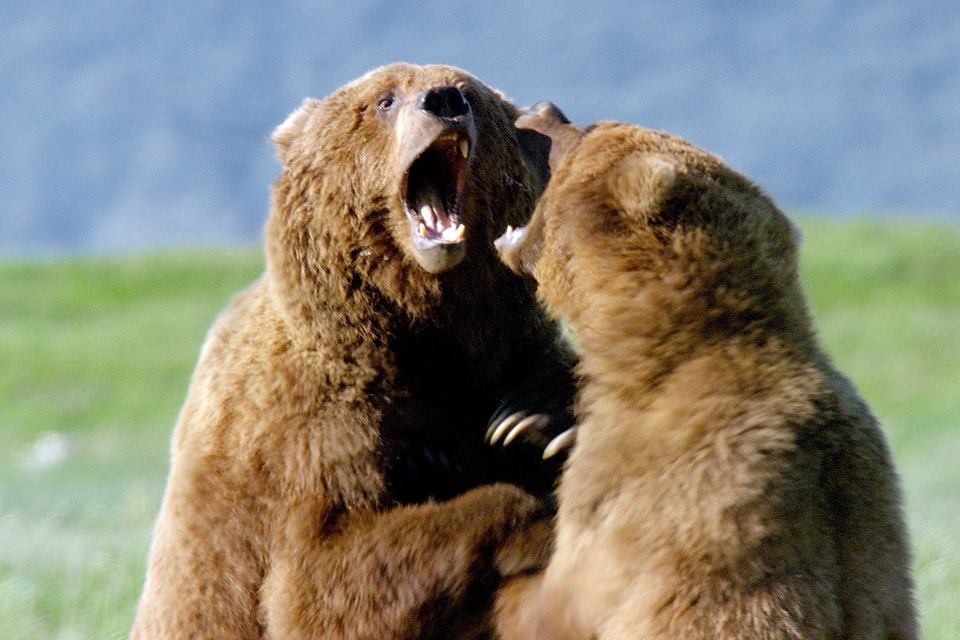 Dokument Setkání s&nbsp;grizzlym