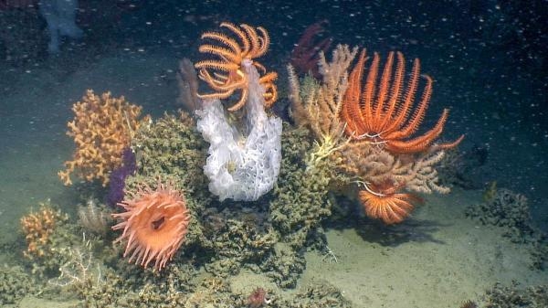 Hlubiny Atlantiku