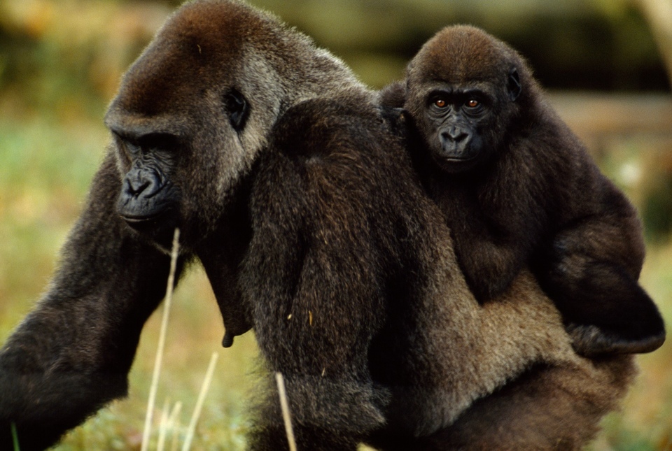 Документ Kingdom of the Apes