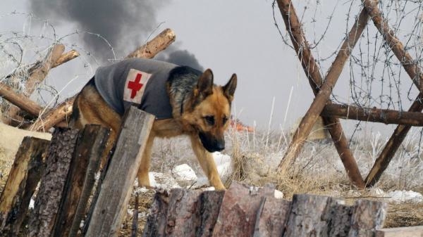 Rin Tin Tin: Skutočný príbeh