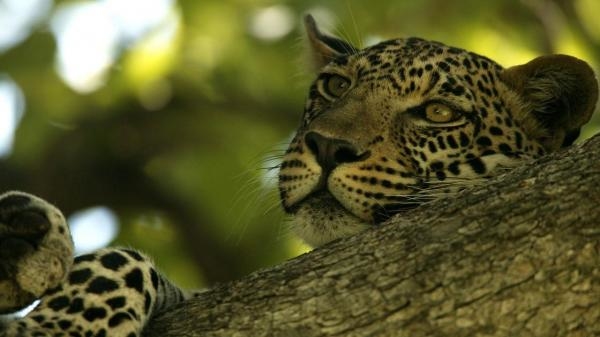 Nevjerojatni leopard
