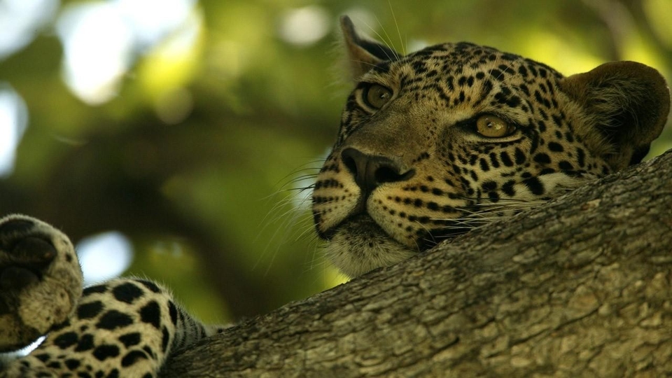 Dokumentarci Nevjerojatni leopard