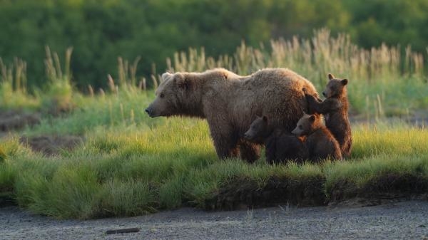 Alaska: A Year in the Wild
