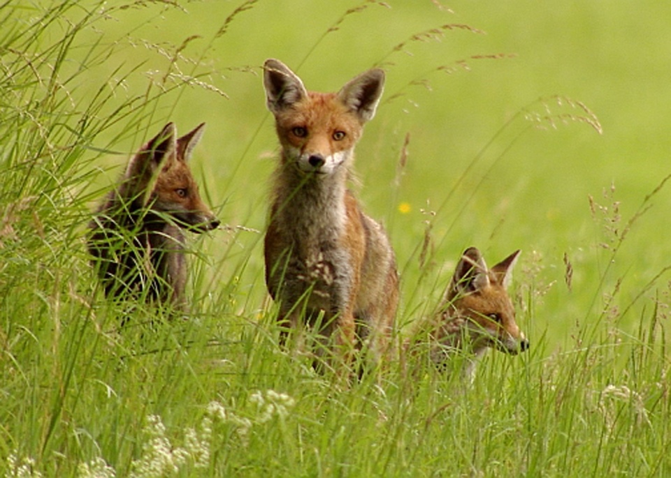 Документ Tajemství lesa