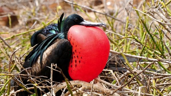 Galapágy: Na konci světa
