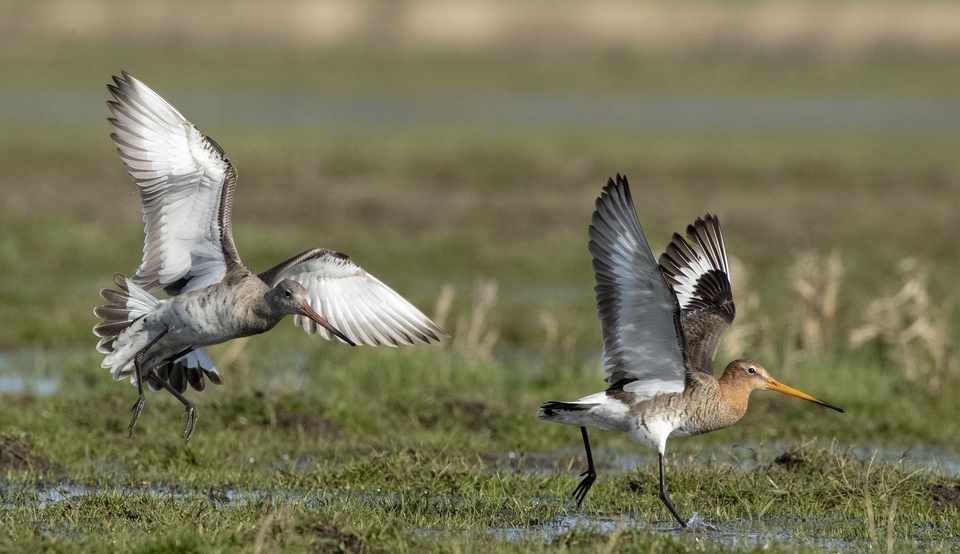 Documentary Bahňákova odysea